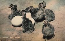Postcard FL Florida Ostrich Chicks & Eggs Unused Antique Vintage PC f2446 picture