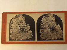 Antique 1870s Skeleton Leaves Arrangement Stereoview Photo picture