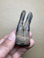 36g beautiful Ice Age horse tooth specimen collection china picture