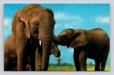 Postcard Elephants Largest Land Animal African picture