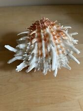 Spondylus americanus - Hinged And In Nice  Condition picture
