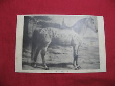 SALE Postcard Japan Turkish Horse 1920's Animal picture