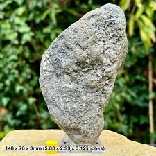 Jurassic Crinoid Star Slab Fossil on Stand - Charmouth, UK - Authentic with COA picture