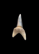 extra Rare Macrorhizodus falcatus Shark Tooth from Dakhla Morocco picture