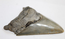 MEGALODON Shark Tooth Fossil No Repair Natural 3.86