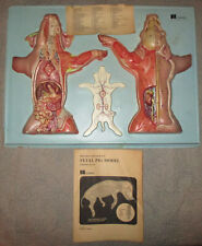 Vintage Hubbard Scientific Company - Fetal Pig 3D Model - 1977 picture