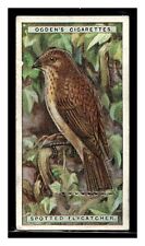 SPOTTED FLYCATCHER #10 OGDENS CIGARETTES BRITISH BIRDS CUT OUT 1924 TOBACCO CARD picture