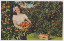 Orange Picking Time In Florida Vintage Postcard Pretty Girl Basket Orange Grove picture