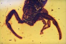 Rare Scorpion, Fossil inclusion in Burmese Amber picture