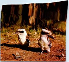 Postcard - Laughing Kookaburra (Australia) picture
