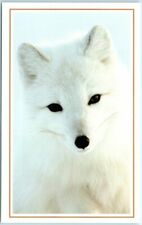 Postcard - An Arctic Fox on Kolguyev Island, Russia picture