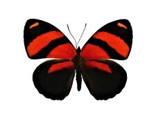 Callicore cynosura ONE REAL BUTTERFLY RED UNMOUNTED WINGS CLOSED  picture