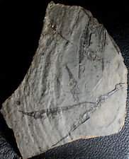Centriscus heinrichi - Museum quality specimen. 6 rare Oligocene fossils fishes picture