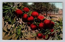 How Red Apples Grow In Oregon Vintage Souvenir Postcard picture