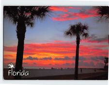 Postcard Florida Palms Silhouetted in a Brilliant Colored Sunset USA picture