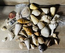 Natural Seashell Lot HUGE Various Species picture