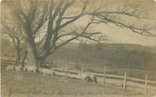New York Morrisville Sheep Pasture 1905 RPPC Photo Postcard 22-1735 picture
