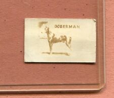1948 TOPPS MAGIC ORIGINAL CARD #16 AMERICAN DOGS DOBERMAN picture