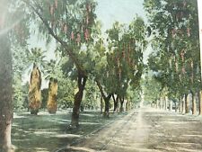 C 1910 A Beautiful Driveway 8 Miles Long Magnolia Ave Riverside CA DB Postcard picture