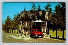 Highway 99 WA-Washington, Classic Car Driving Thru Cedar Stump Vintage Postcard picture