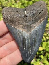 Natural Beautiful 3.41” Megalodon Tooth Fossil Shark Teeth picture