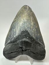 Megalodon Shark Tooth 5.43” Thick - Natural Fossil - Real 18355 picture