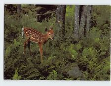 Postcard White Tailed Deer Fawn picture