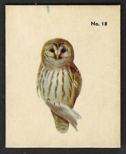 1952 BARRED OWL Card PARKHURST Gum V339-2 Audubon BIRDS Canadian #18 Bird CARD picture