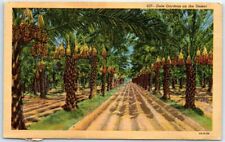 Postcard Date Gardens on the Desert USA North America picture