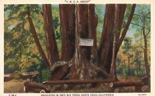 Vintage Postcard 1920's View of Y.M.C.A. Group Big Trees Santa Cruz California picture