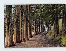 Postcard Avenue Of Cedar Trees, Suginamiki, Hakone, Japan picture