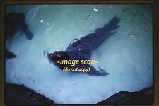 Seals at Freedomland U.S.A. Theme Park in 1960, Kodachrome Slide h14b picture