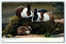 Blackpool England Postcard The Bunny Family 4 Bunnies 1907 Oilette Tuck Art picture
