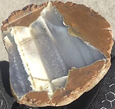 6.8 Oz Oregon Thunderegg Rough Faced Display Piece Sagenite Water Lvl picture