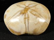 Polished 150 Million Year Old SAND DOLLAR Fossil Madagascar 105gr picture