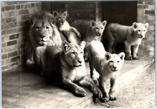 Postcard - Lion Family, Tierpark - Cottbus, Germany picture