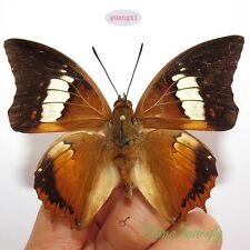 WHOLESALE 50 PCS unmounted real butterfly Charaxes bernardus  ARTWORK  A1 A1- picture