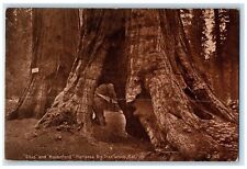 c1950 Ohio & Haverford Mariposa Big Tree Grove With Hole California CA Postcard picture