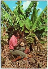 Postcard - Cutting Bananas - Island of Martinique picture