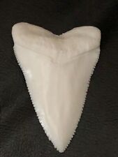HUGE  GREAT WHITE SHARK TOOTH  REPLICA 3&1/4