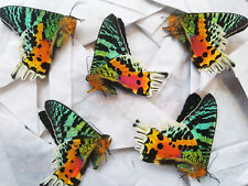 WHOLESALE Lot of 5 Urania ripheus REAL Madagascar Sunset Moth BULK Butterfly picture