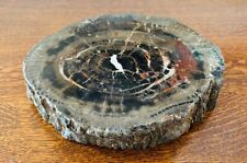 Polished Petrified Wood Slab from Arizona picture