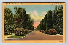 Palm Beach FL-Florida, Australian Pines And Hibiscus, Antique, Vintage Postcard picture