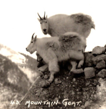 Mountain Goats On the Rocks Along Canadian Pacific Railway RPPC 1930s Banff CA picture