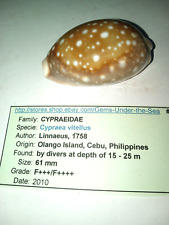 Cypraea Vitellus Seashell Phillipines 61 mm F+++/F++++ picture