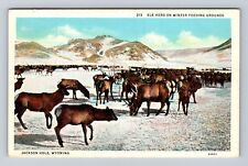 Jackson Hole WY-Wyoming, Elk Herd On Winter Feeding Grounds, Vintage Postcard picture