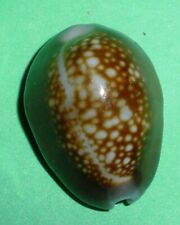 Monetaria  caputophidii  - CYPRAEIDAE  - USA Seashell  21.5mm - Gem  #924 picture