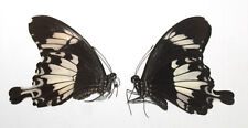 Papilionidae. 1 pair Papilio nephelus albolineatus. West Kalimantan. picture