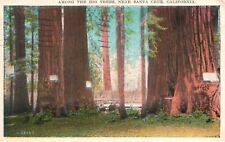 Vintage Postcard 1929 Among Big Trees Near Santa Cruz California Pacific Novelty picture