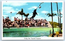 Postcard Corky, The Trained Porpoise J179 picture